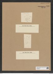 Triceratium dubium Brigthw. (de-Toni-Nr.: Genus 140, Species 4057) Zeichnungen Sammlung Grunow Nr. 7499 (NHMW-BOT-W0376624)